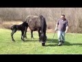 Bill And Ambers New Foal