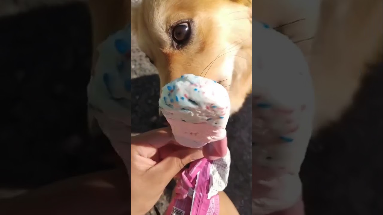 Cachorro raça SRD-ViraLata idade 1 ano nome PAULO VITOR DA SILVA