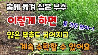 부추 평생키워먹는 방법 봄에 부추뿌리를 옮겨심어준 부추 이렇게 하면 얇은 부추가 굵어지고 부추에 웃거름 주시…