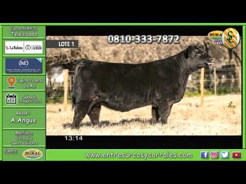 15-08-20 - Remate de Cabaña La Rubeta - Consignataria Saenz Valiente, Bullrich y Cía.