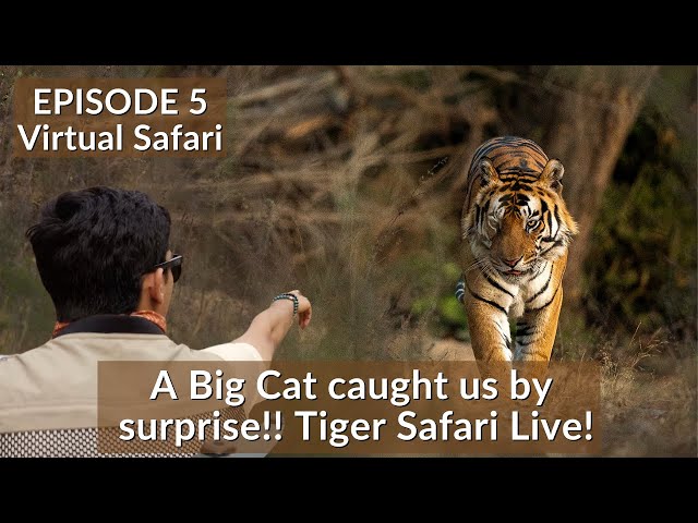 INDIA’S FIRST VIRTUAL SAFARI - EP5 | TIGER SAFARI LIVE | BANDHAVGARH NATIONAL PARK SDDEFAULT Thumbnail