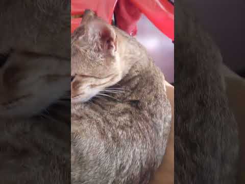 cat#petsound #catanddogsong 😼😽