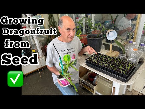 Top Tips for Growing Tons of Dragonfruit from Seed & Why I don't Graft Ecuador Palora Seedlings