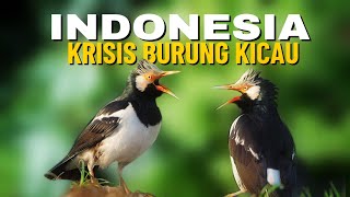 Download lagu Jejak Perburuan 'Jalak Suren: Di Babat Habis Tanpa Sisa Di Alam mp3 Download lagu Jejak Perburuan 'Jalak Suren: Di Babat Habis Tanpa Sisa Di Alam mp3