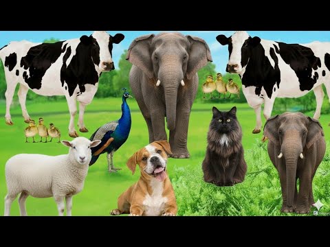 Sonidos de Animales Domésticos: Perro, Gato, Vaca, Caballo, Cabra, Oveja, Pollo