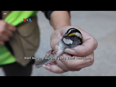 VOA UPAYA CEGAH DAN SELAMATKAN BURUNG YANG TABRAK KACA GEDUNG