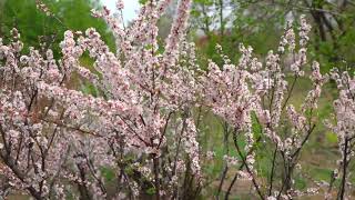 Deep Mind Healing ZEN Music for Sleep | Study | Meditation | Yoga | Relaxation | De-Stress | Spa