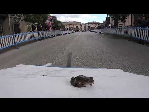 Palio della Rana Fermignano