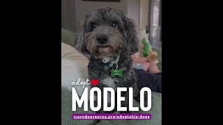 Video preview image #1 Lhasa Apso-Unknown Mix Puppy For Sale in Corona, CA, USA