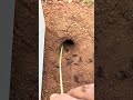 Skills centipede VS Clever ants