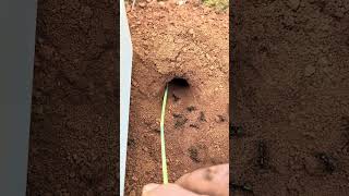 Download lagu Skills centipede VS Clever ants mp3