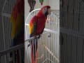 Scarlet Macaw Tells Me He Is 12years Old Phoenix Is A Rad Bird ChuckNorrizBeardedDragons
