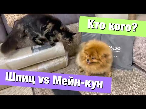 Spitz and Maine Coon! Friends or enemies? Spitz Mail meets a cat