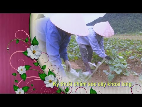 , title : 'Kỹ thuật trồng khoai lang lấy củ'