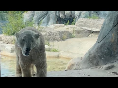 Some big animals at Toronto Zoo @tototalomo