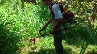 Lawn Cutting Maintenance in The Plant Field