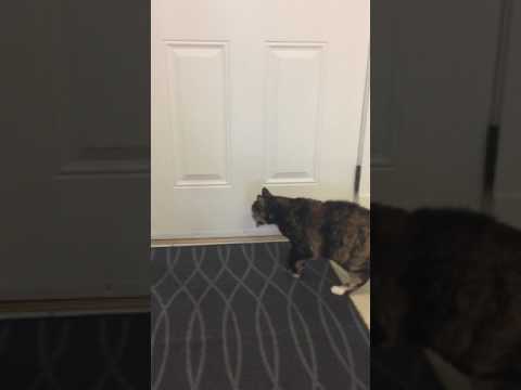 January 12, 2017 Shaida