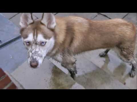 Dirty Doggy