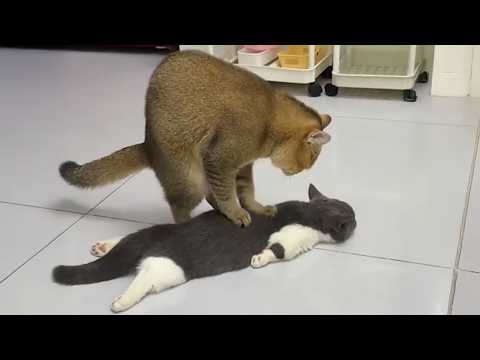 Cat Being Incredibly Silly 😂🐱 New Funny Cat Videos