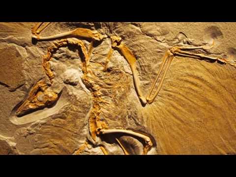 Debunking Transitional Fossils: Archaeopteryx & Tiktaalik