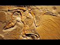 Debunking Transitional Fossils: Archaeopteryx & Tiktaalik
