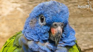 Красногузые попугаи - "амазоны для бедняков " - часть 2