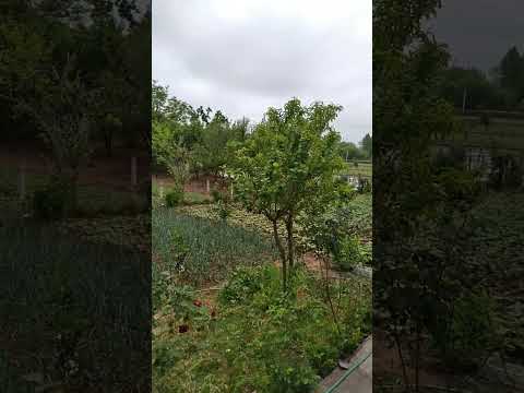 My private garden villa in Rasht city, Gilan province,Iran#nature#life#rural life#Iran#forest#garden