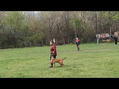 Gonda  Zsanett -Kimba és Szentgyörgyi Andrea - Indi BH vizsga 2021 04 17.