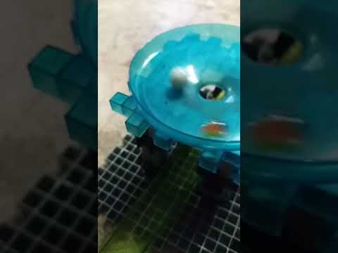 E1:Halloween marble race