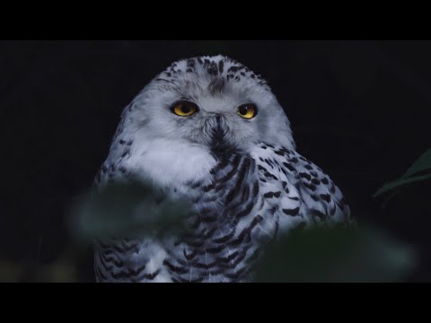 12 Hours Owls & Crickets At Night BLACK SCREEN Ambient Nature Sounds For Sleep & Relaxation