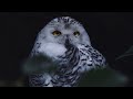 12 Hours Owls & Crickets At Night BLACK SCREEN Ambient Nature Sounds For Sleep & Relaxation