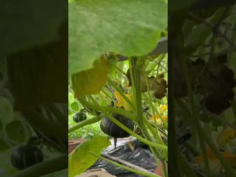 栗(シャターニュ)、Castanea sativa