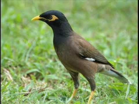 Ruby Throat  - Mynah Metamorphose