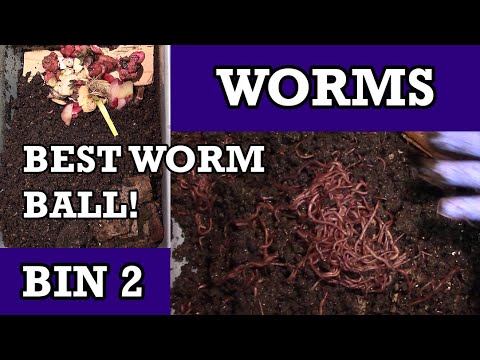 Best Worm Ball I've Ever Had! - Bin 2
