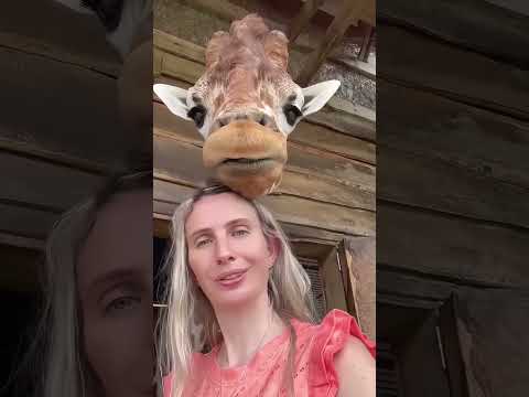 Kako se zapravo transportiraju žirafe 🦒🤯