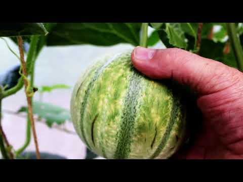 , title : 'Melon, réussite de la culture du melon d'excellence pour les particuliers'
