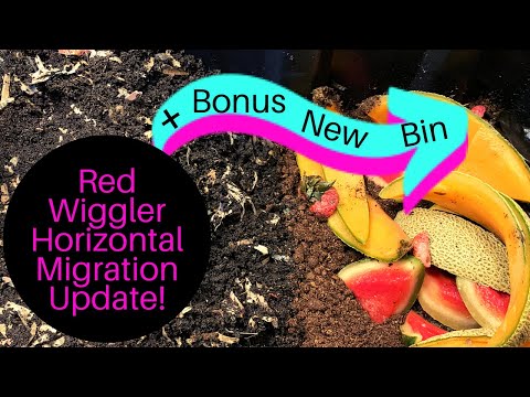 Red Wiggler Bin: Horizontal Migration & Harvest Update