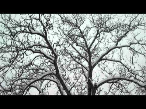 Dumbravita de codru iarna-Forest grove of winter