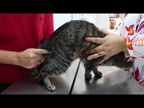 A female spayed cat passes blood in the urine