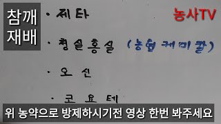 참깨재배-PLS기준 강화로 적용 농약을 알아보시고 방제하세요. [농사TV]