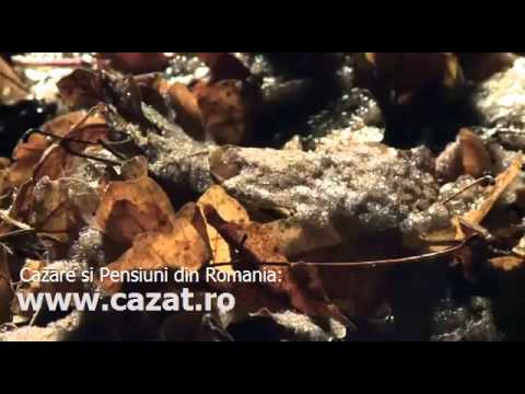 Cazare Slobozia Bradului, Vrancea - Cazat.ro