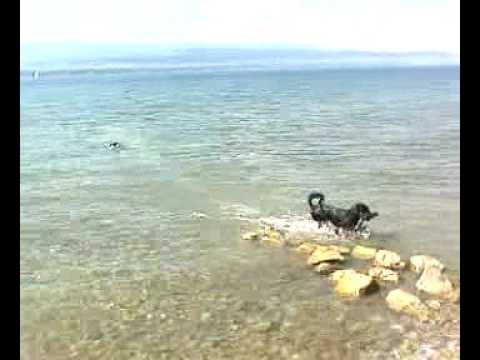 Kira et Devka à Nernier.mp4