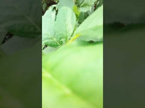 SAVE TREE SAVE LIFE #AADIYA PAYAL #FROM  UTTARKHAND 🙏👍🙏💚💚💚🎉