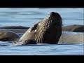Orcas Attack Sea Lion Nature S Great Events BBC Earth