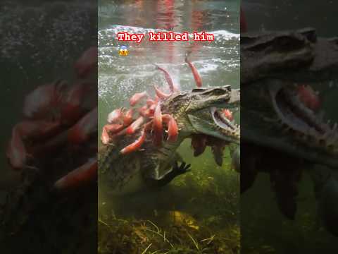 😱🐊It took seconds! Piranhas kills alligator! legendary fight #animals #wildlife #sixseven
