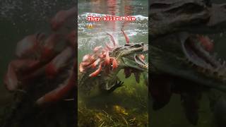 Download lagu 😱🐊It took seconds! Piranhas kills alligator! legendary fight #animals #wildlife mp3