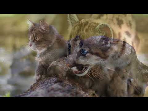 Schönherz & Scott. Peace of Mind (HD 1440)