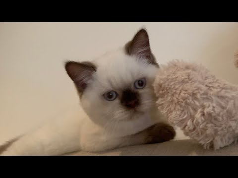 British Shorthair Colourpoint kitten  is saying Hi 👋