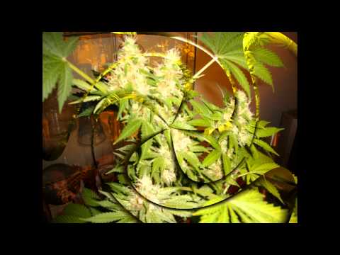 Cannabis Tribute ...HD