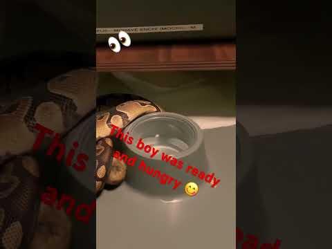 Gerbil 🐹 Vs Python 🐍 #livefeeding #subscribe #gecko #petreptiles #reptile #animal